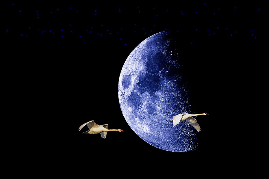 01 joutsenet kuutamolla.jpg